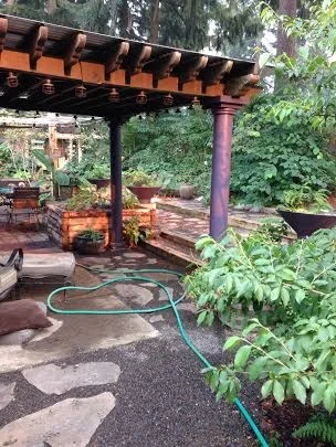  looking East through the pergola in August