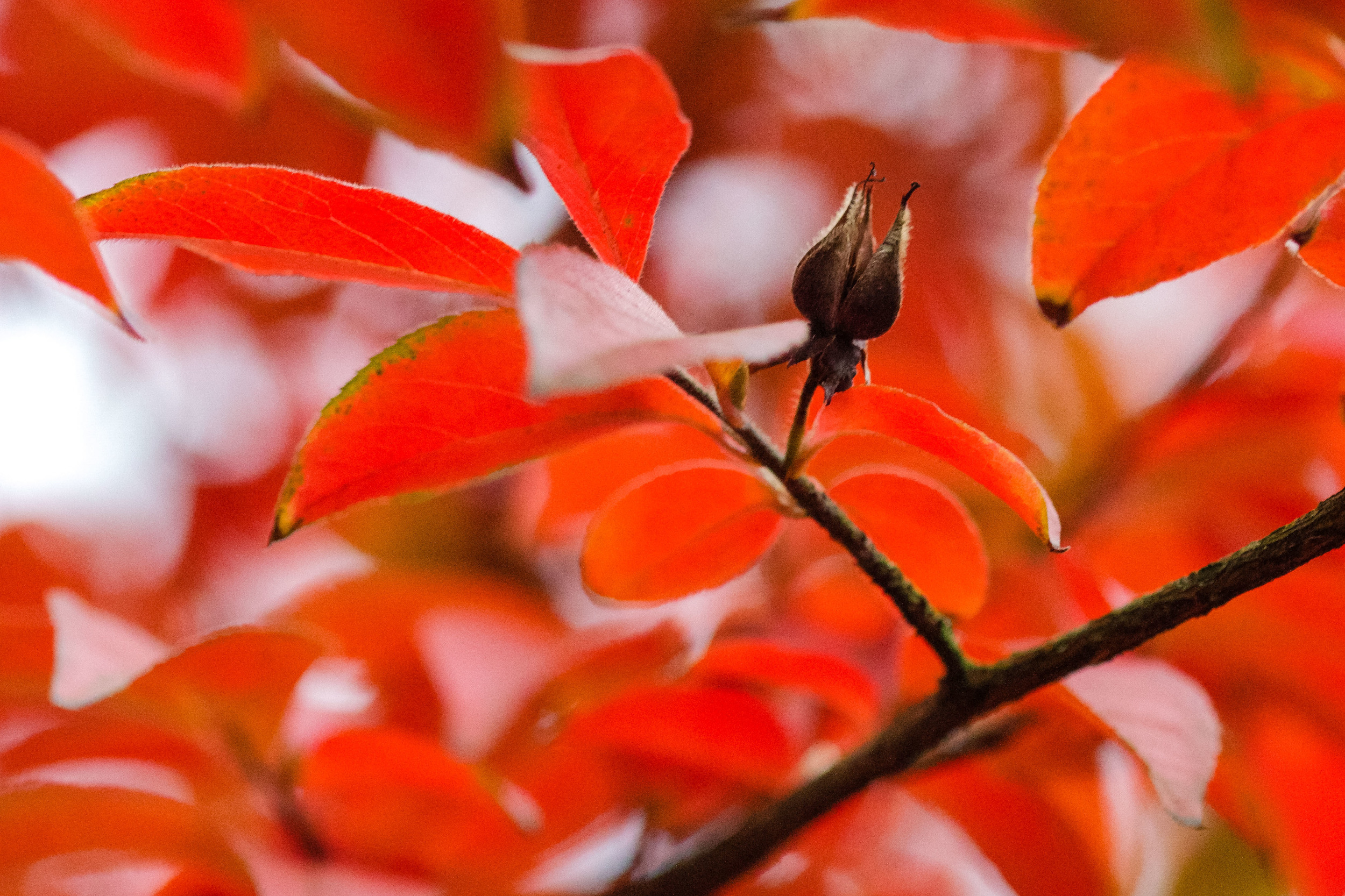 Tall Stewartia seed head