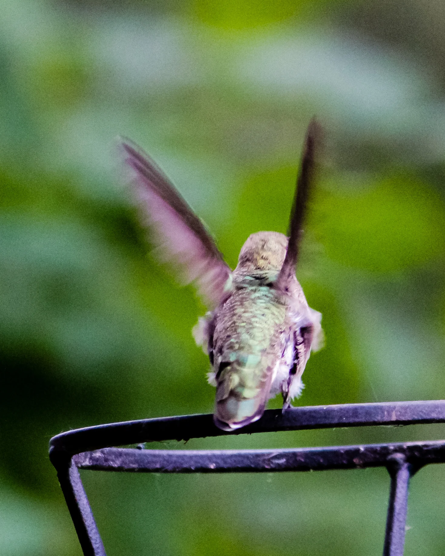 A female Anna's hummingbird taking flight off of a torch holder.