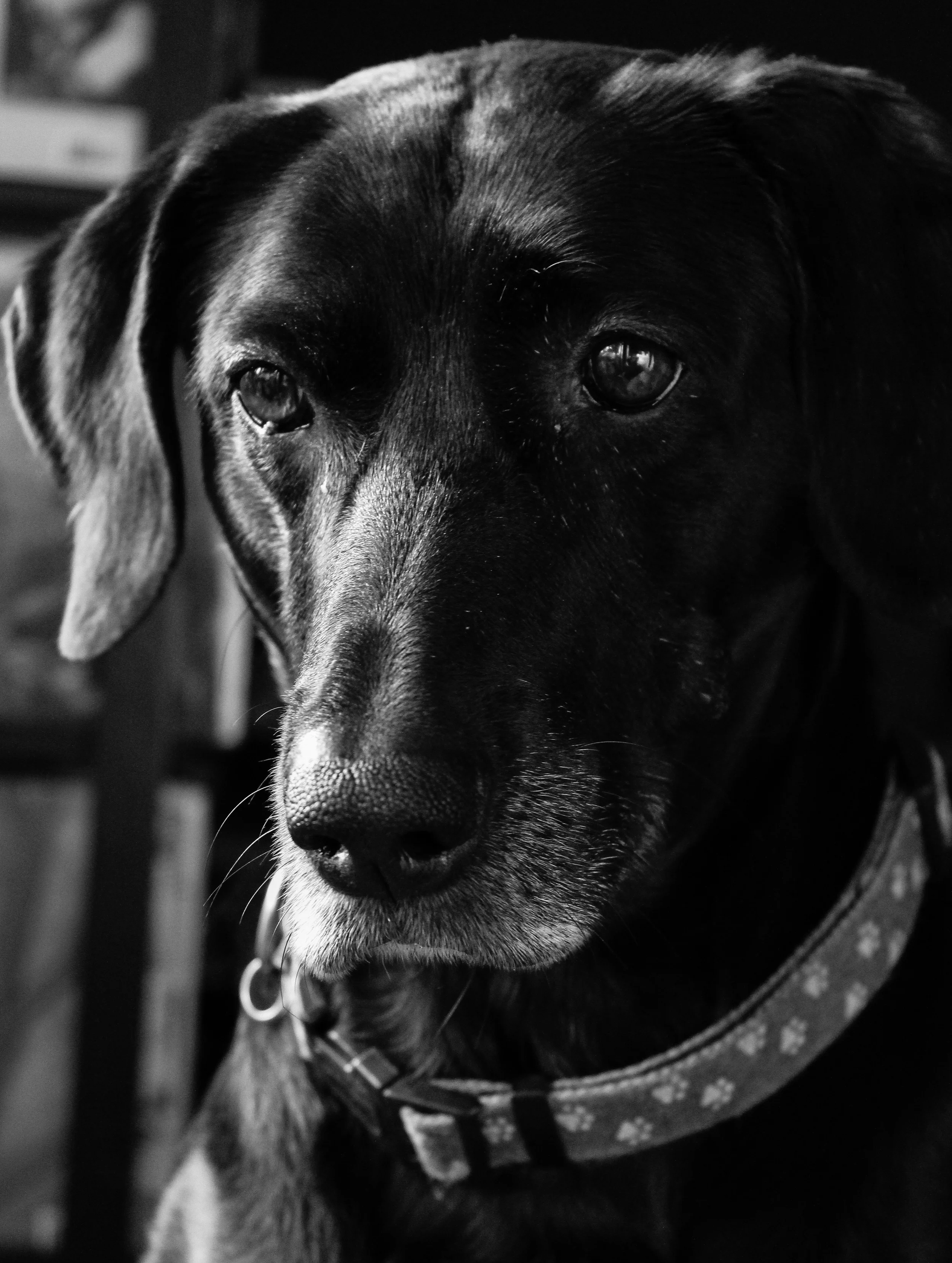 sadie portrait.jpg