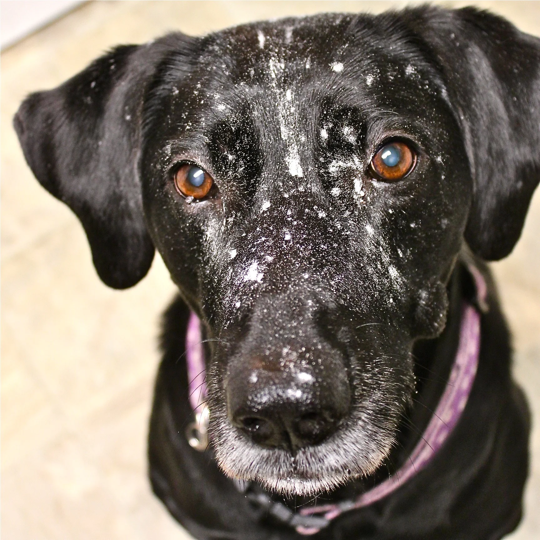sadie flour on face.jpg