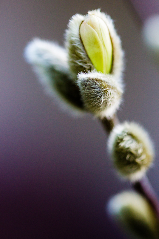 star magnolia flower bud