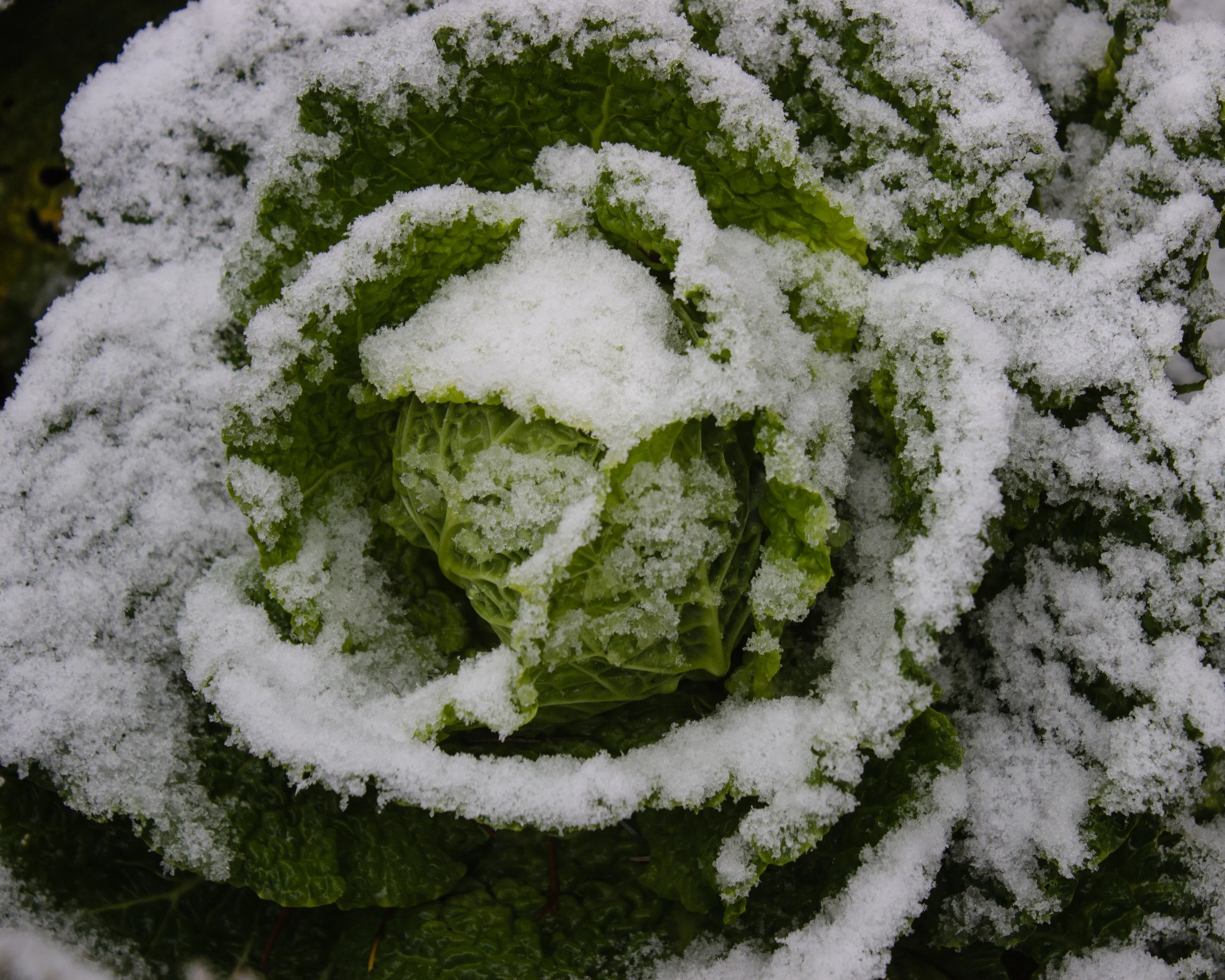 Savoy cabbage in snow 