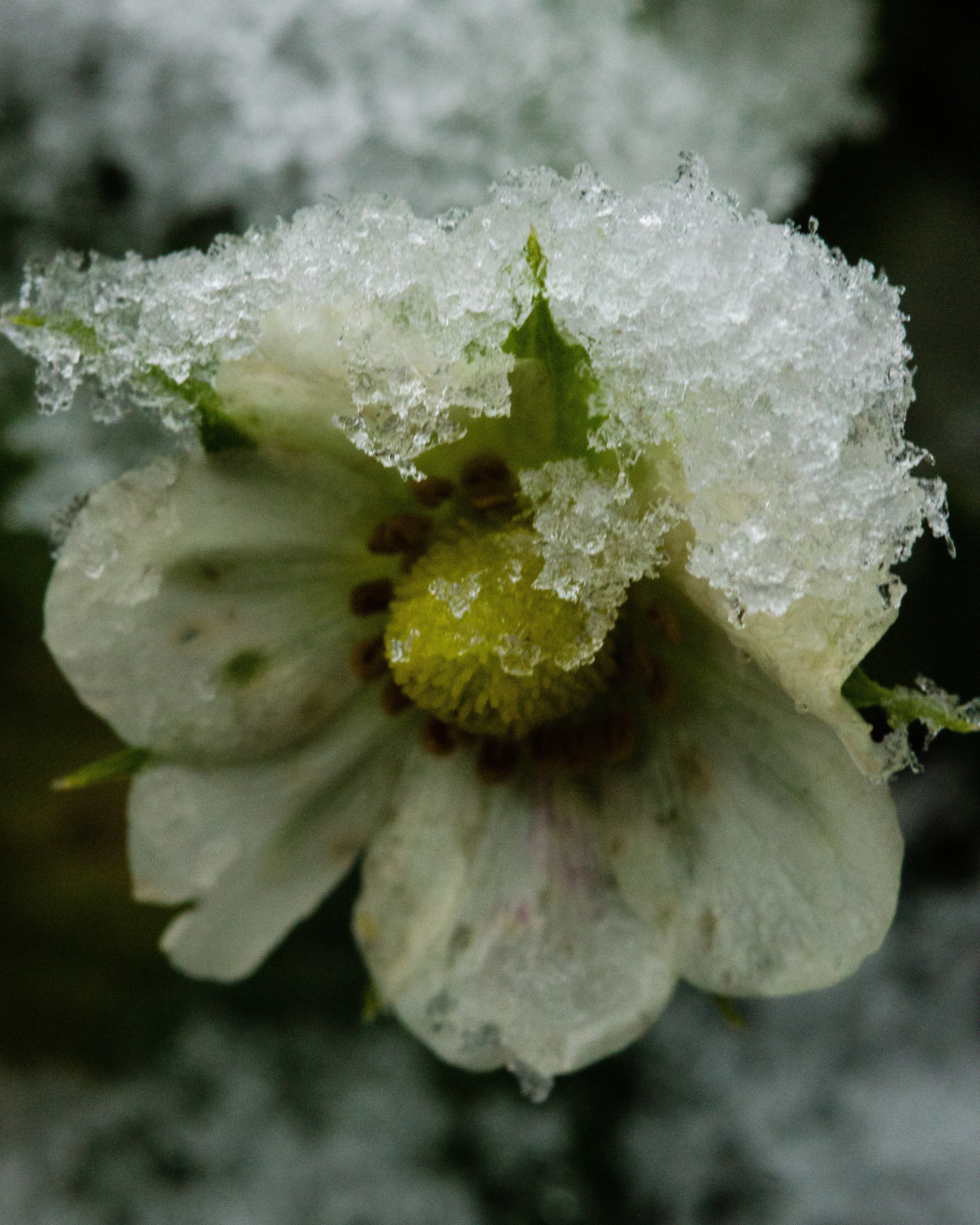 The alpine strawberries have been blooming like crazy. 