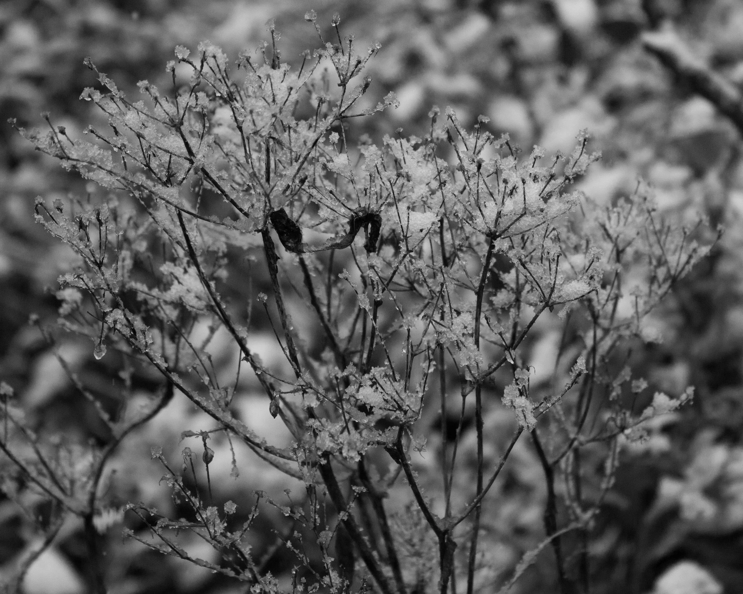 Meadow rue seedheads