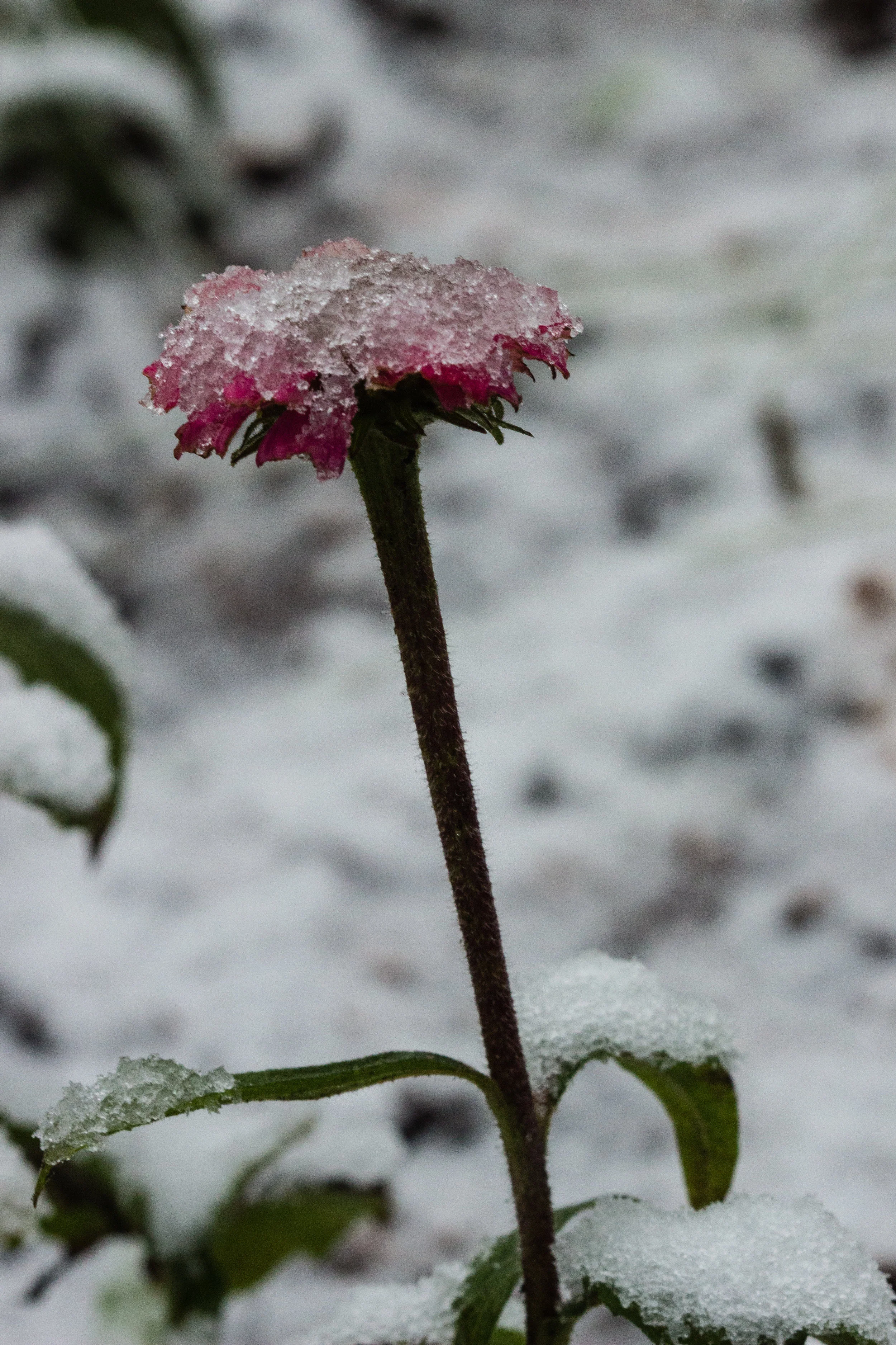 A lone echinacea 