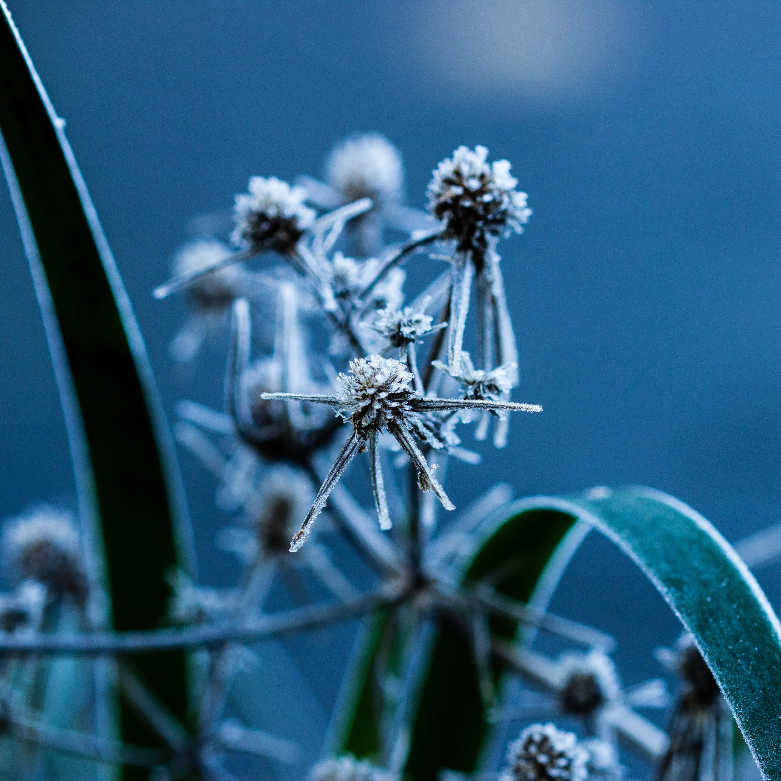 Moroccan Sea Holly, Eryngium variifolium, seed heads and Anigozanthos flavidus covered in frost