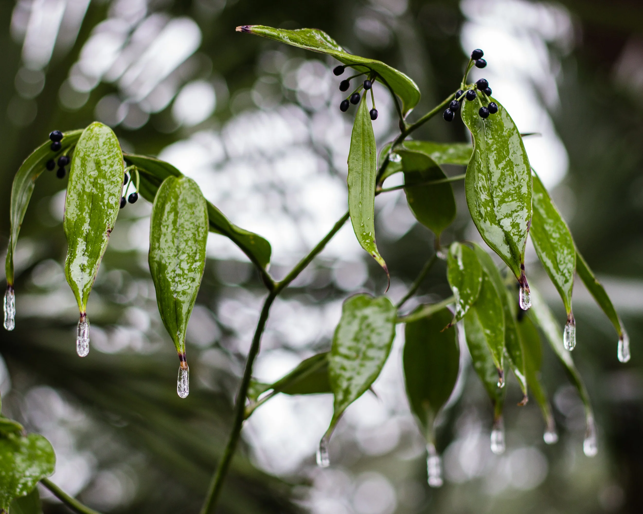 Disporum cantoniense 'Night Heron' coated in ice