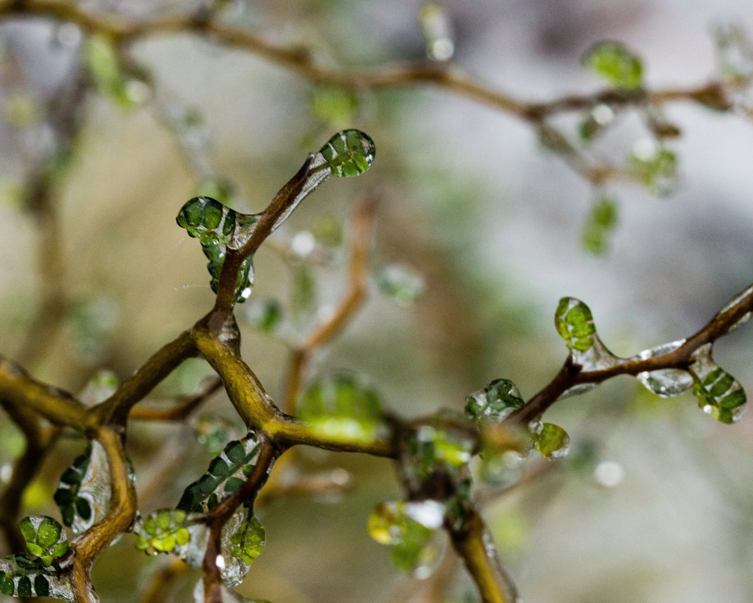 Sophia prostrata 'Little Baby'
