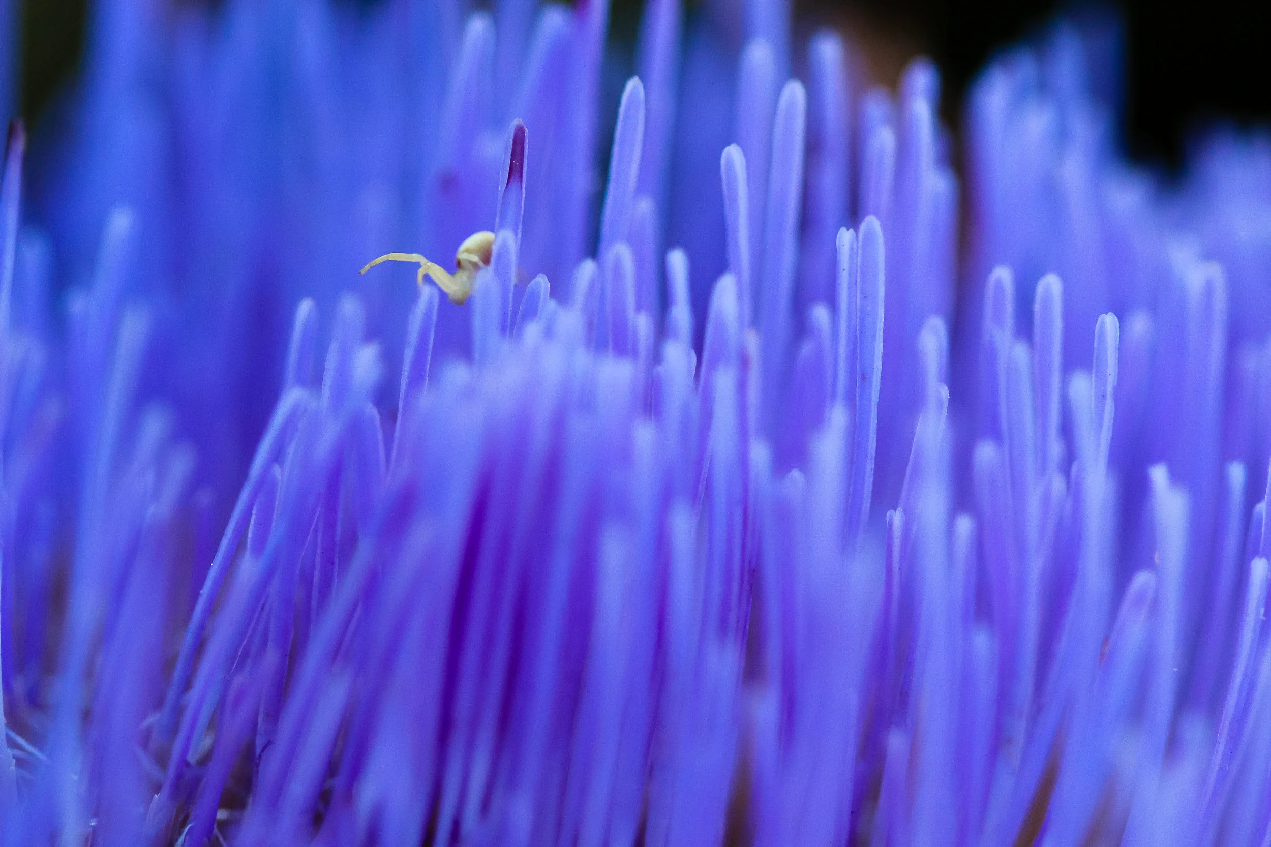 crabspiderartichoke5.jpg