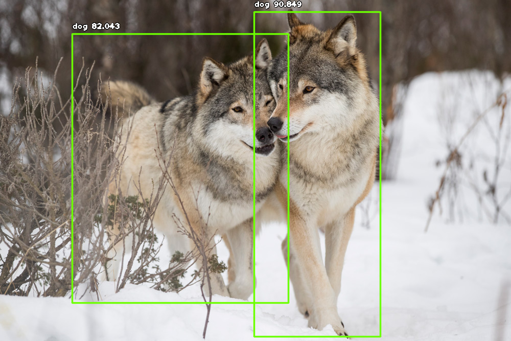 Image of 2 annotated gray wolves