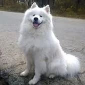 One very good Samoyed
