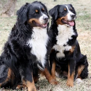 Two very good Bernese mountain dogs