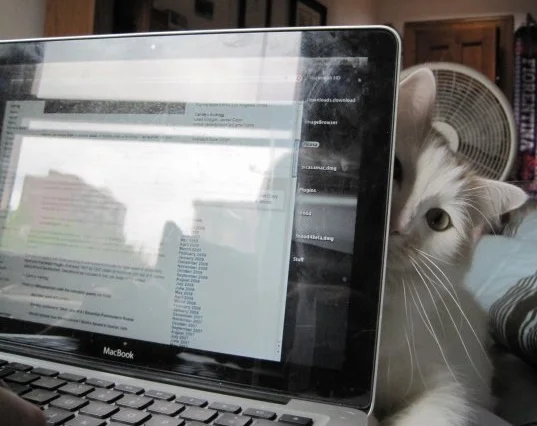 cat.jpg