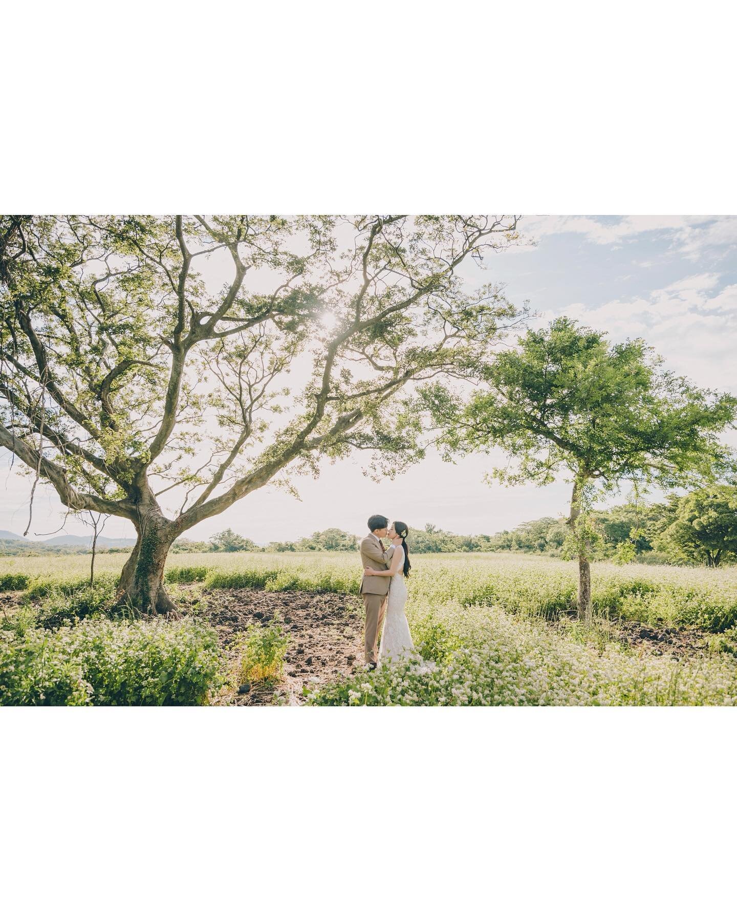 #더파파라찌

여전히,
오늘도,
제주에 살며, 제주를 담고,
사람을담고, 사랑을 담습니다
.
#제주도웨딩 #제주도스냅
Nature wedding
Based in Jeju, Korea
.
Photographed &amp; Styling by.
#흥작가 @thepaparazzii_heung
#가른 스타일디렉터 @thepaparazzii_garn