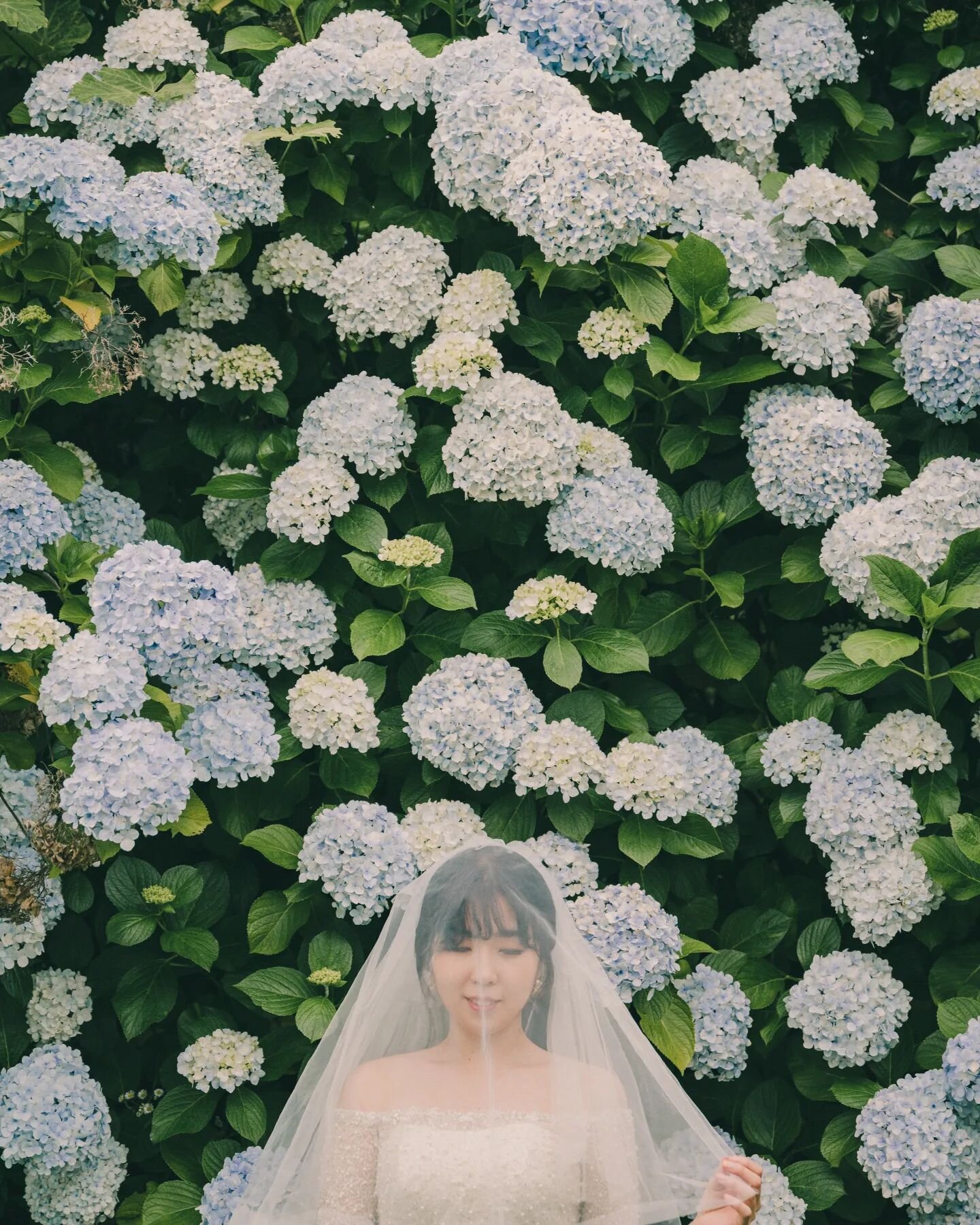 #더파파라찌
#weddingphotography

수
국

여전히,
오늘도,
제주에 살며, 제주를 담고,
사람을담고, 사랑을 담습니다
.
#제주도웨딩 #제주도스냅
Nature wedding
Based in Jeju, Korea
.
Photographed &amp; Styling by.
#흥작가 @thepaparazzii_heung
#가른 스타일디렉터 @thepaparazzii_garn