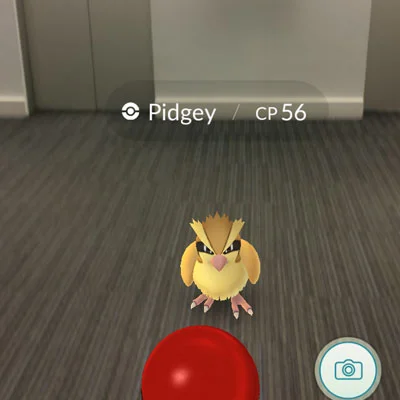 Pidgey in the office elevator bank