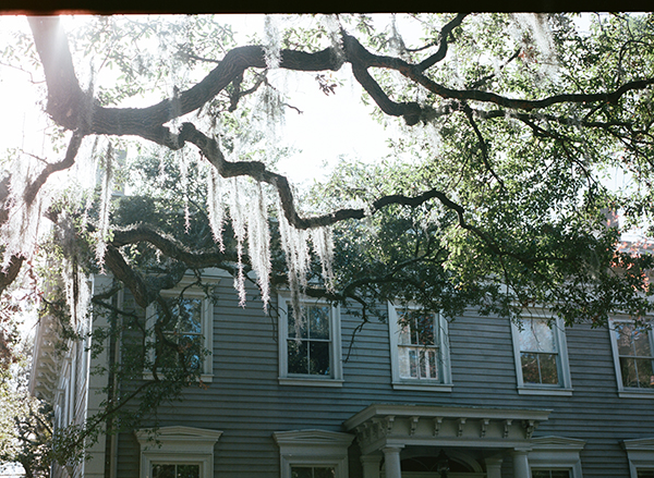 TOTES BASIC pic of some of the beautiful moss hanging in the sunlight in savannah.