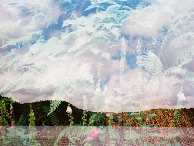 first bisby with foxglove & fern, double exposure, july 2017