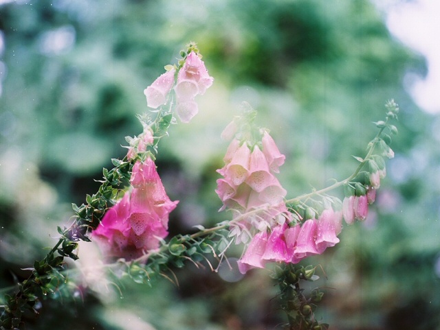 bisby foxglove multiple exposure, july 2017