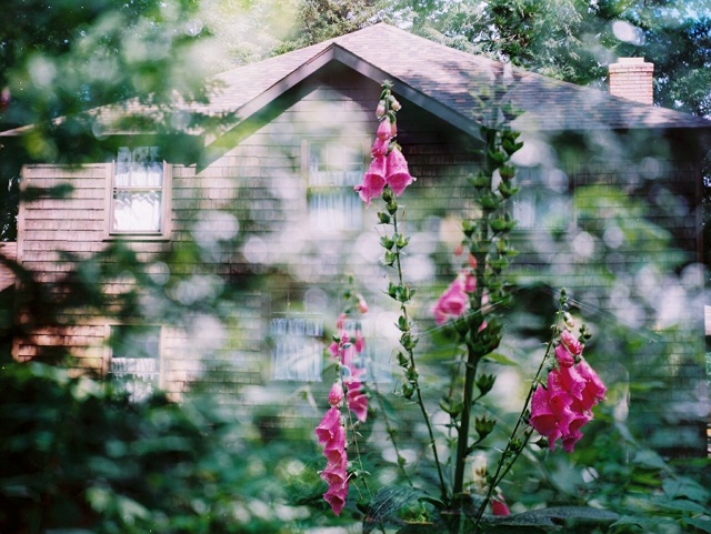 roth camp & foxglove double exposure, july 2017