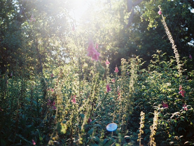 foxgloves, july 2017