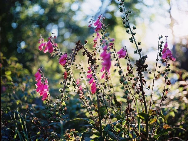 more foxgloves, july 2017