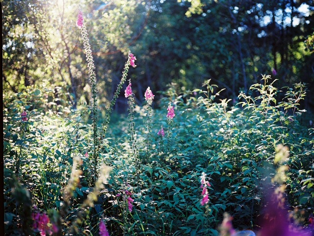 even more foxgloves, july 2017