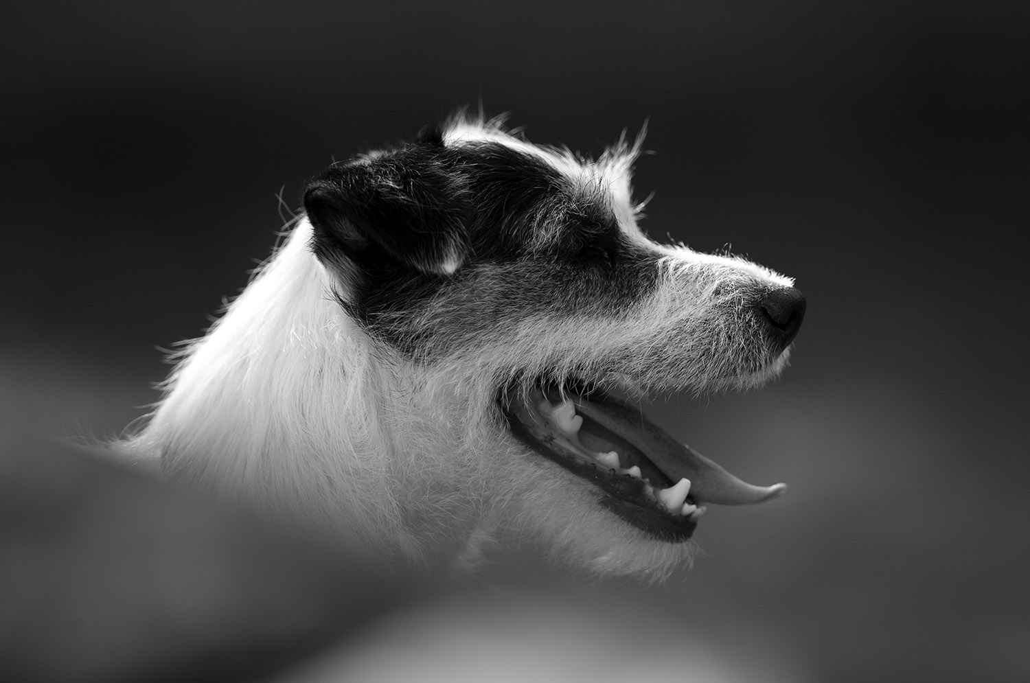 Milo - our first Parson