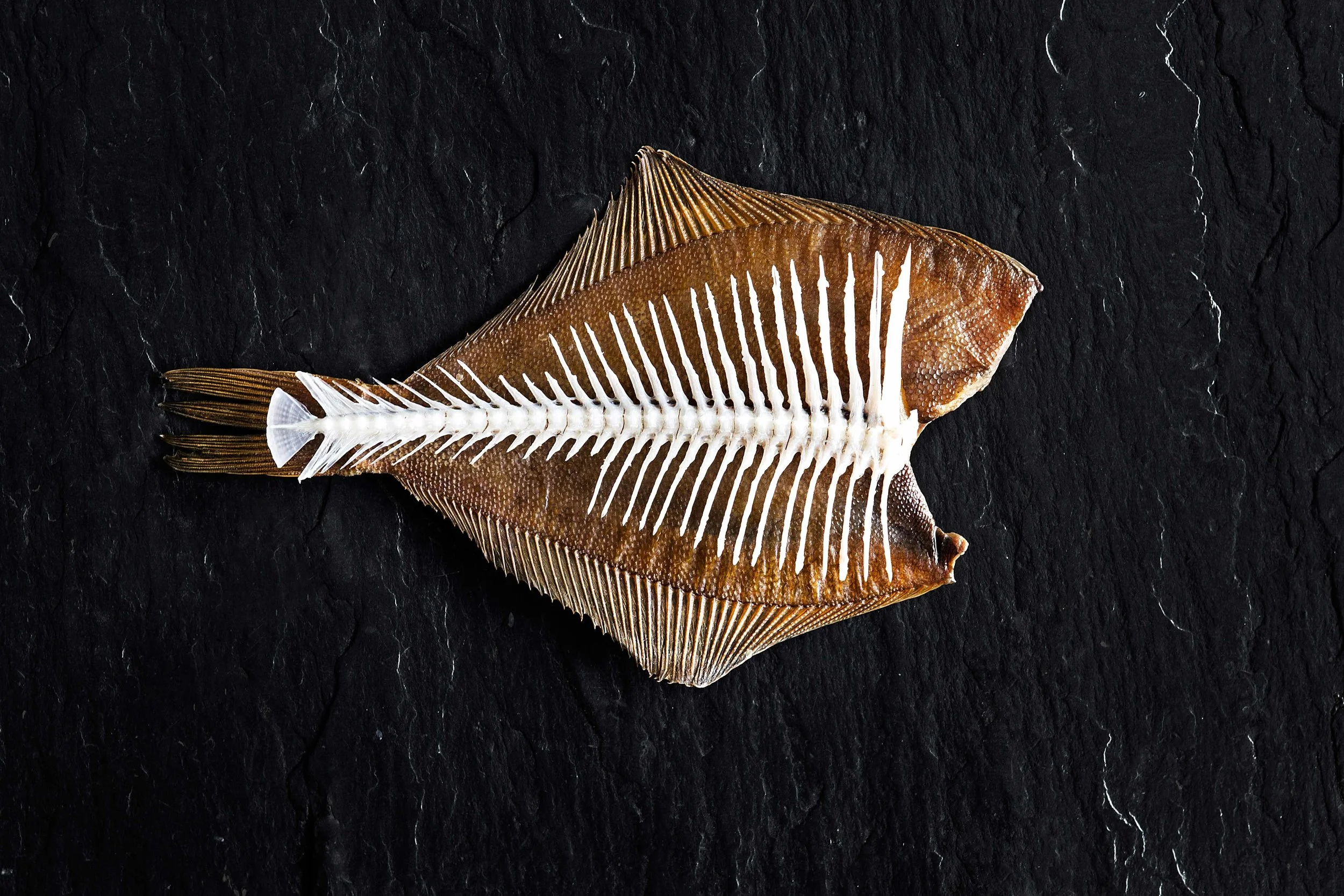 Fish // Eti'kede