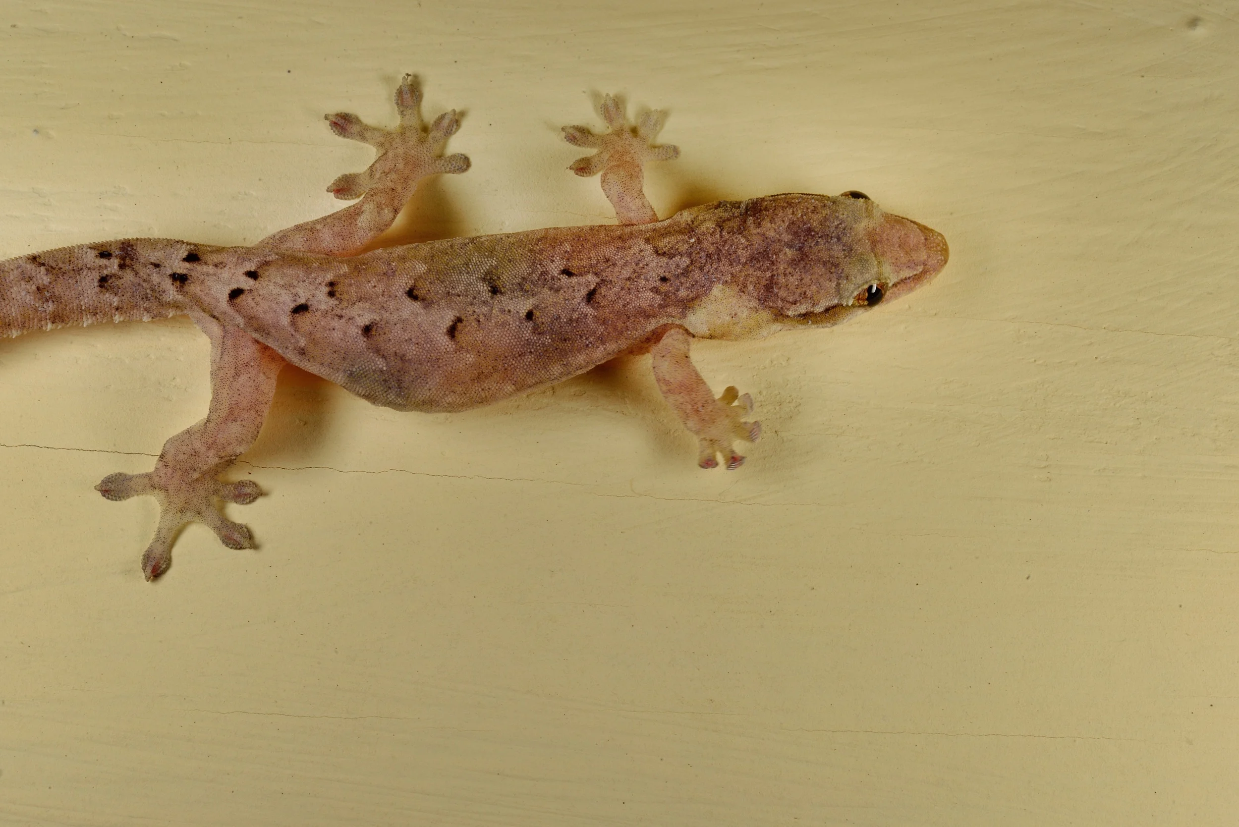 einer unserer mitbewohner - sein gak gak gak gak lässt moritz sogar aus dem halbschlaf aufwachen - "Gecko - war das"