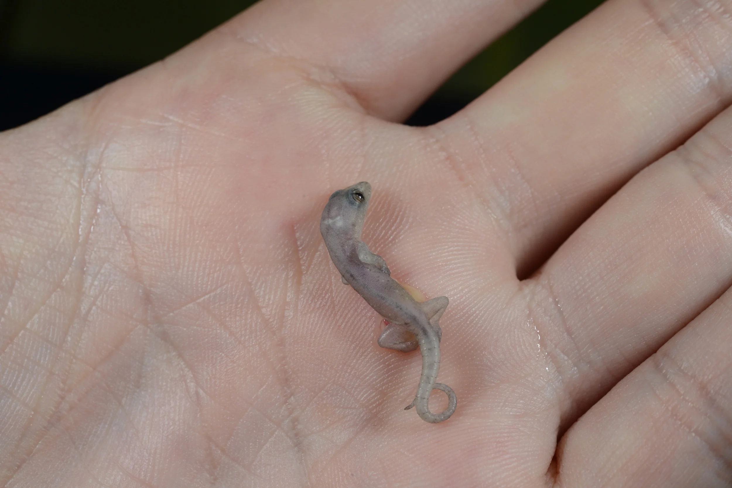 den baby gecko haben wir in moritzwasserkübelchen gefunden. frisch aus dem ei geschlüpt. leider gleich ertrunken... er wurde gebührend begraben.