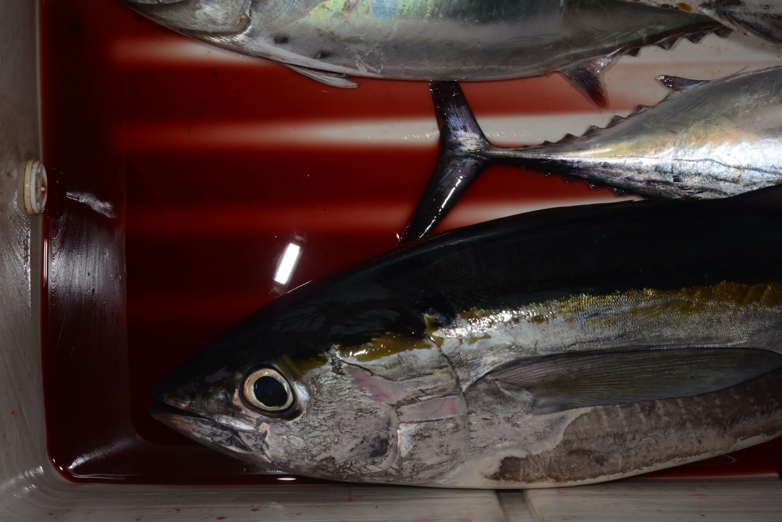 tunfisch dose in Costa Rica