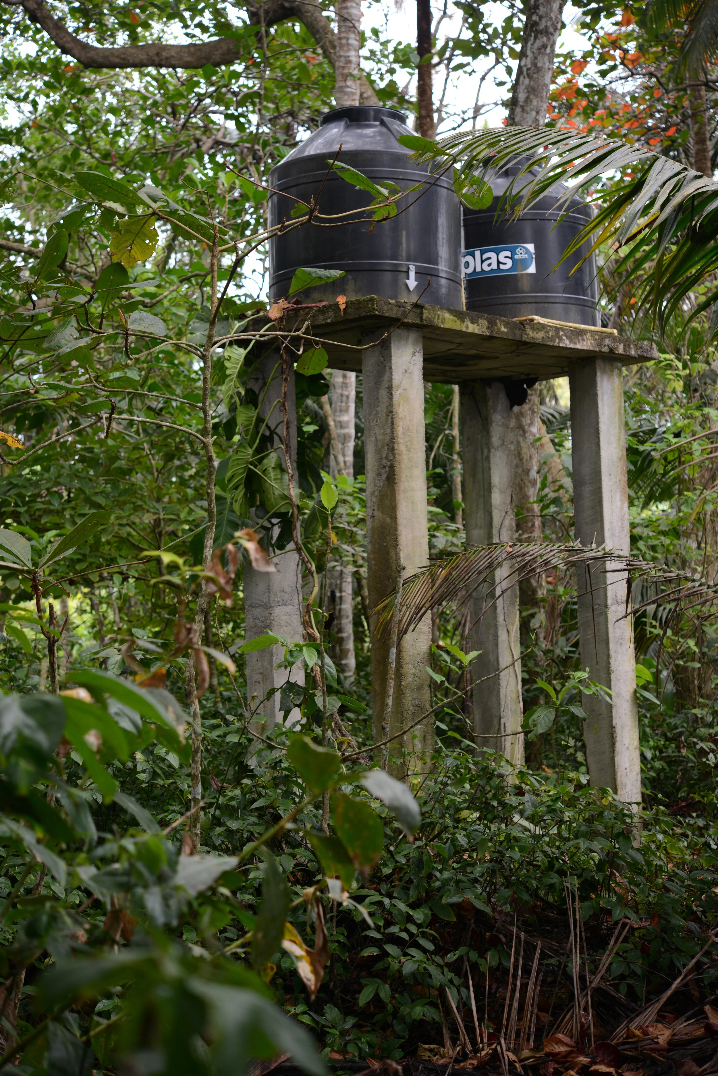 water in the rainforest