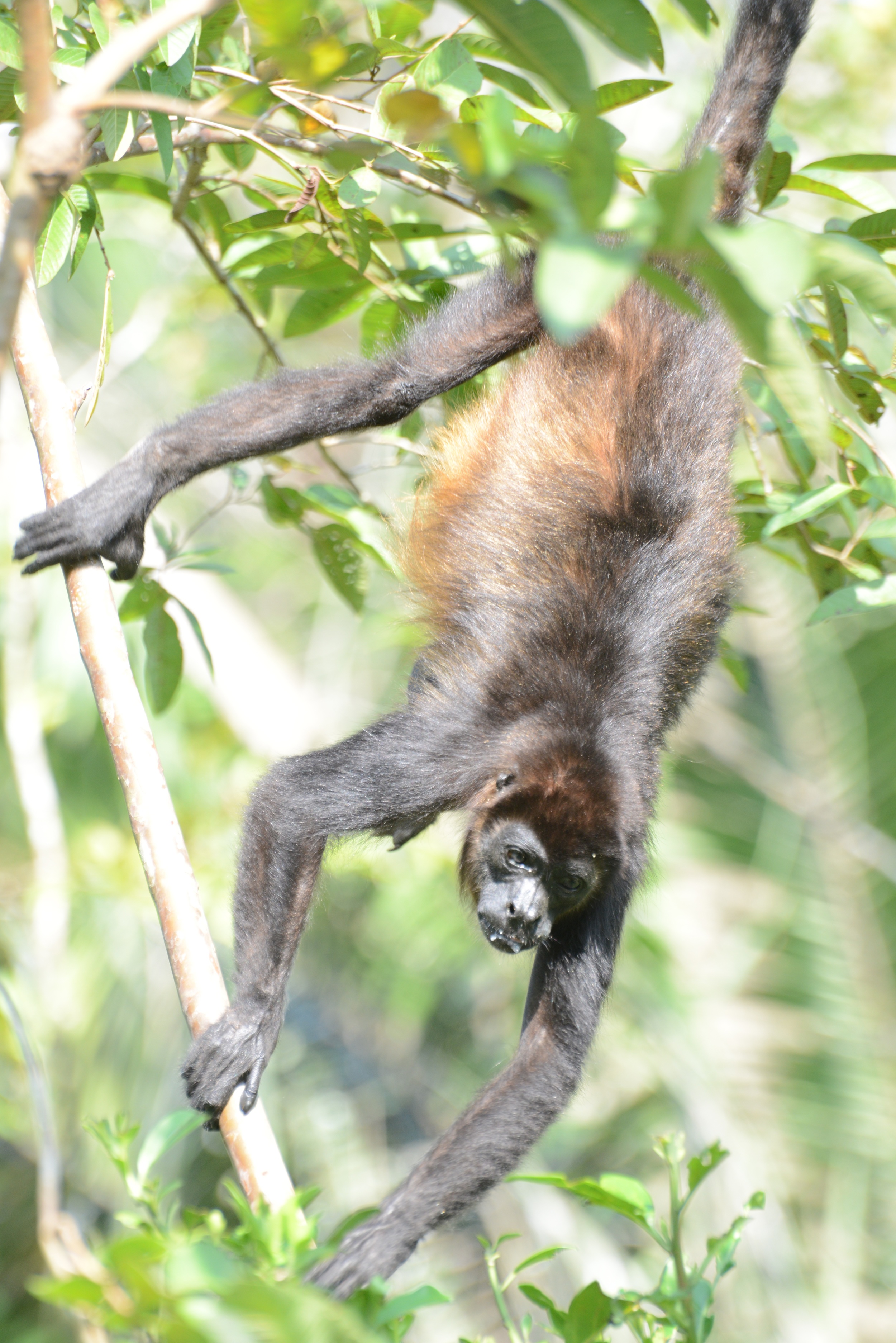 howler monkey dangling from a tree - as seen from our toilette