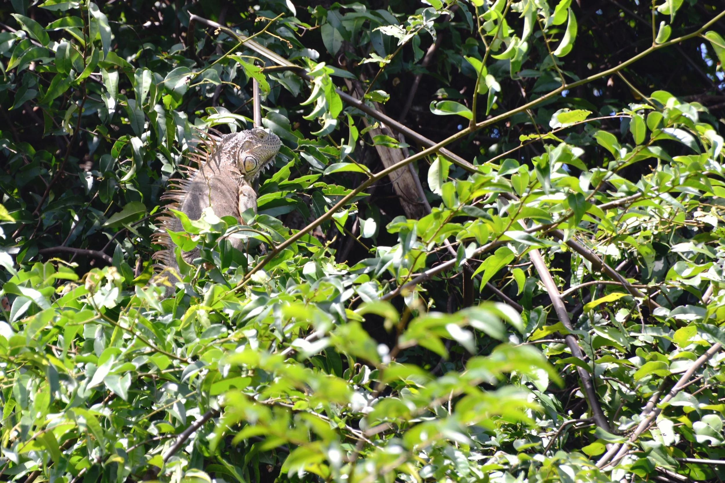 1,2m iguana raiding a tree ... all pictures made from the hammock