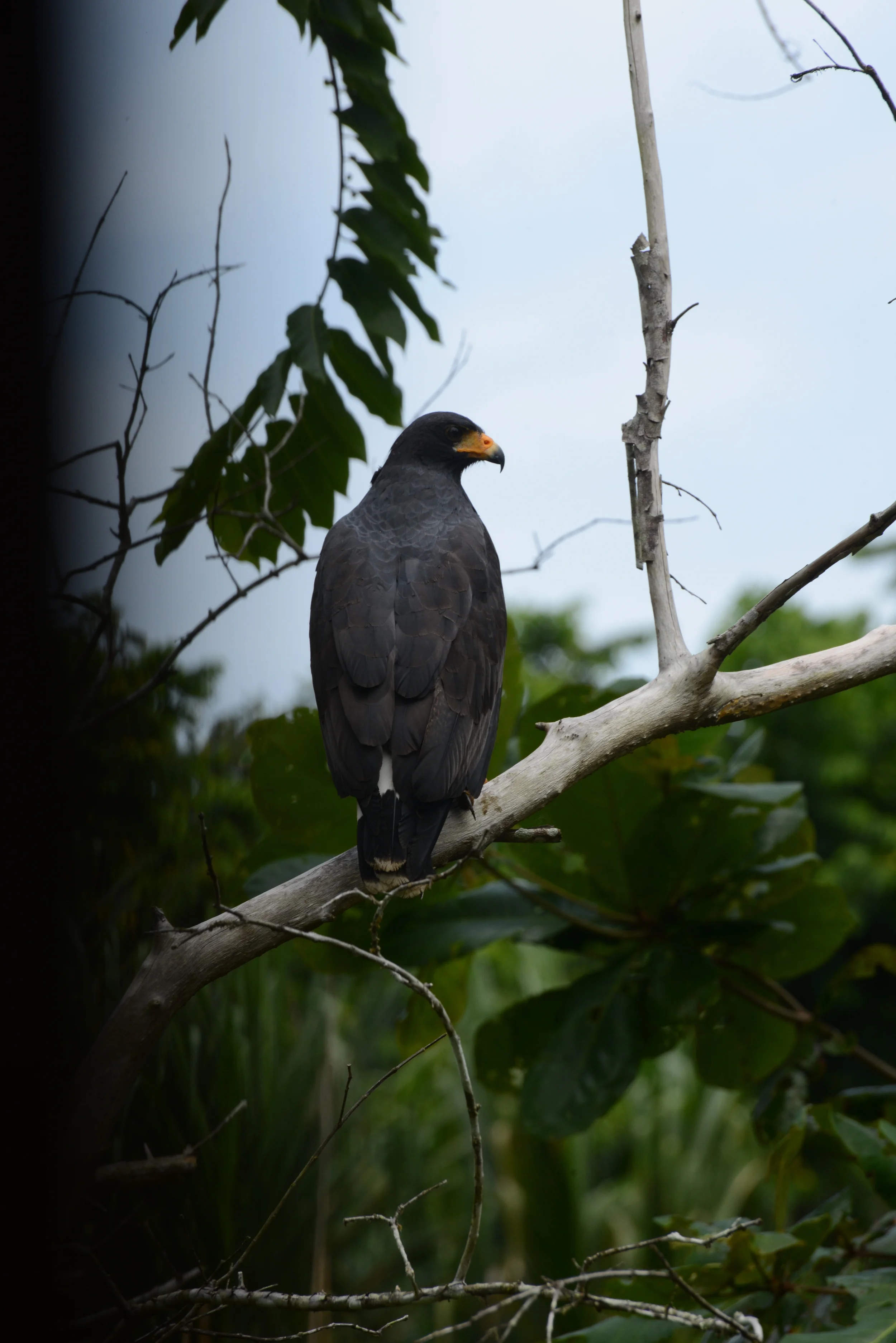 costa rican sparrows - not!