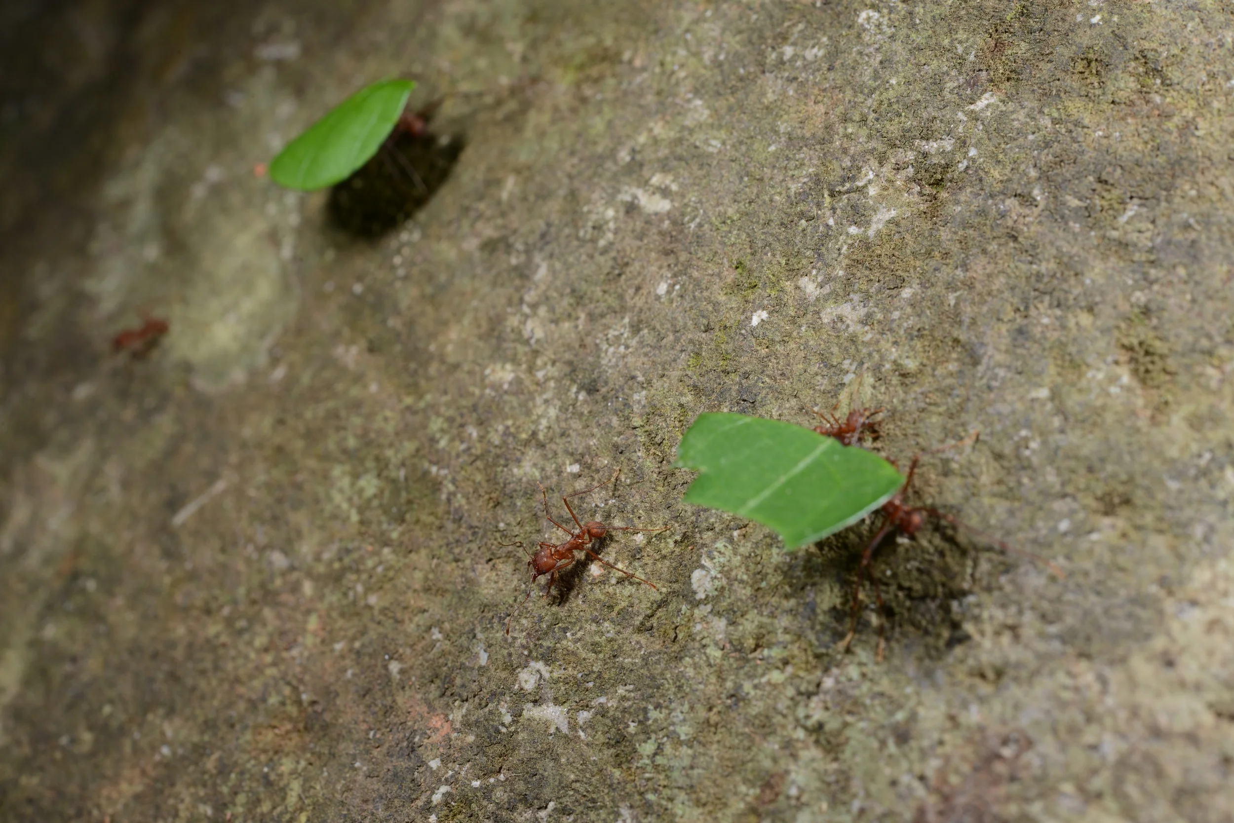 leafcutters