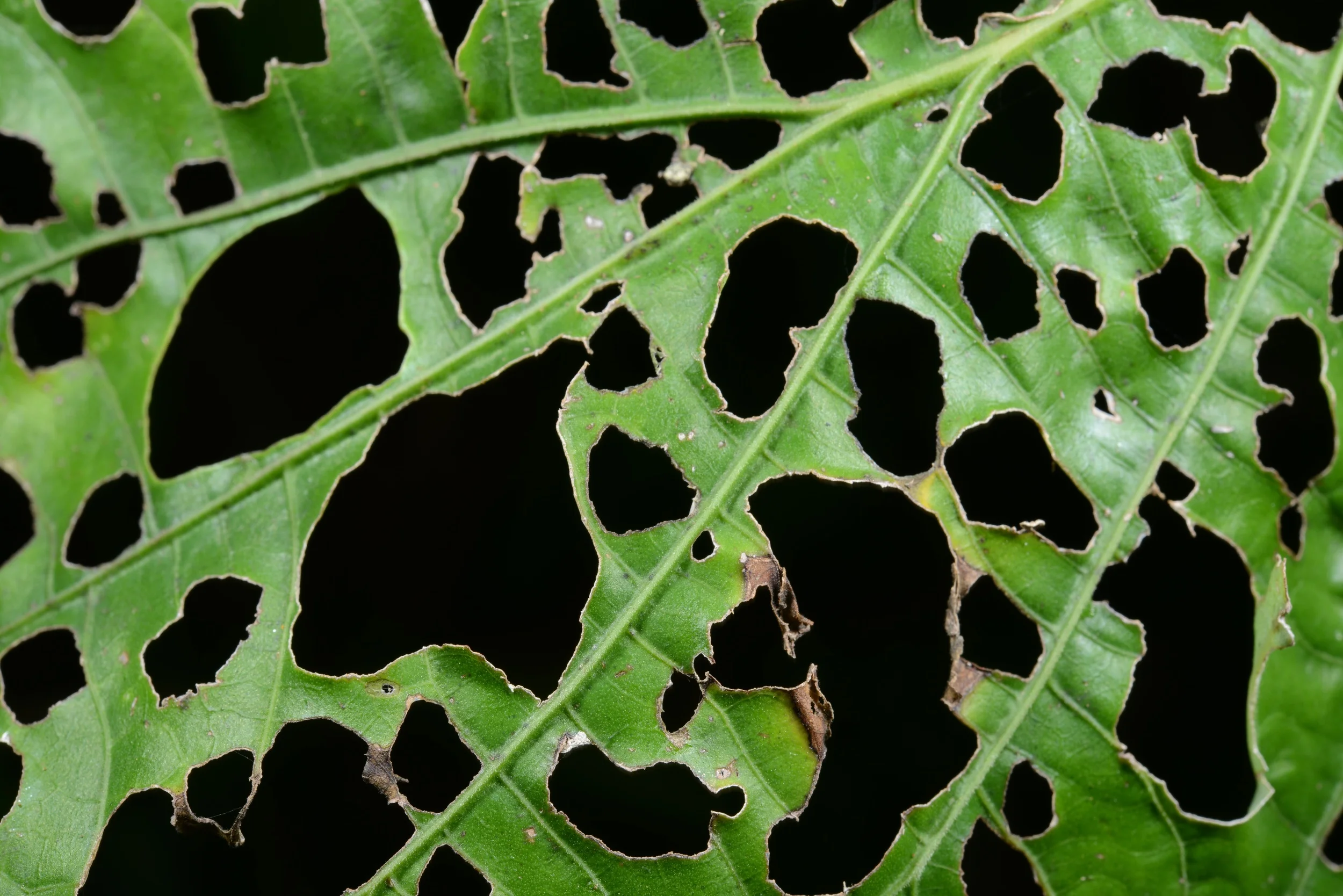 and cut leaves