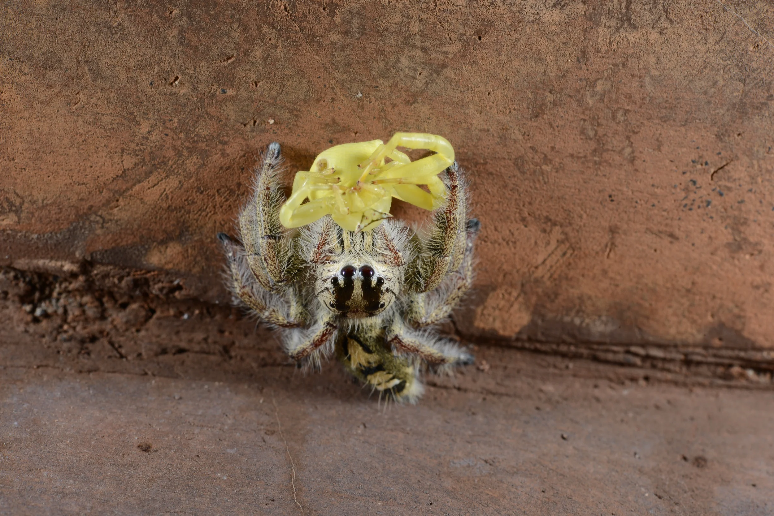 Die Spinne und ihre Stofftierspinne