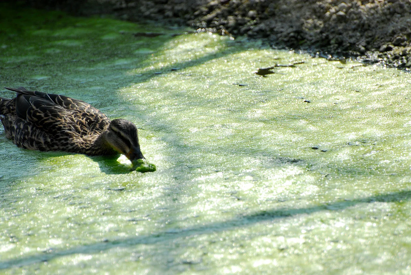  Entenparadies samt Ente, Tiergarten Schönbrunn - Wien, April 2009 