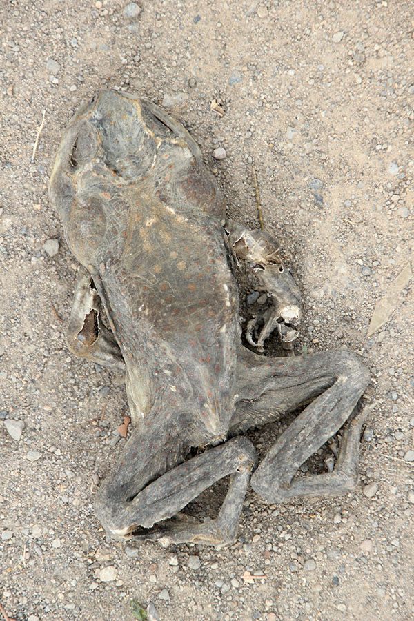 crunchy frog. praying. Boquete - Panama, march 2014