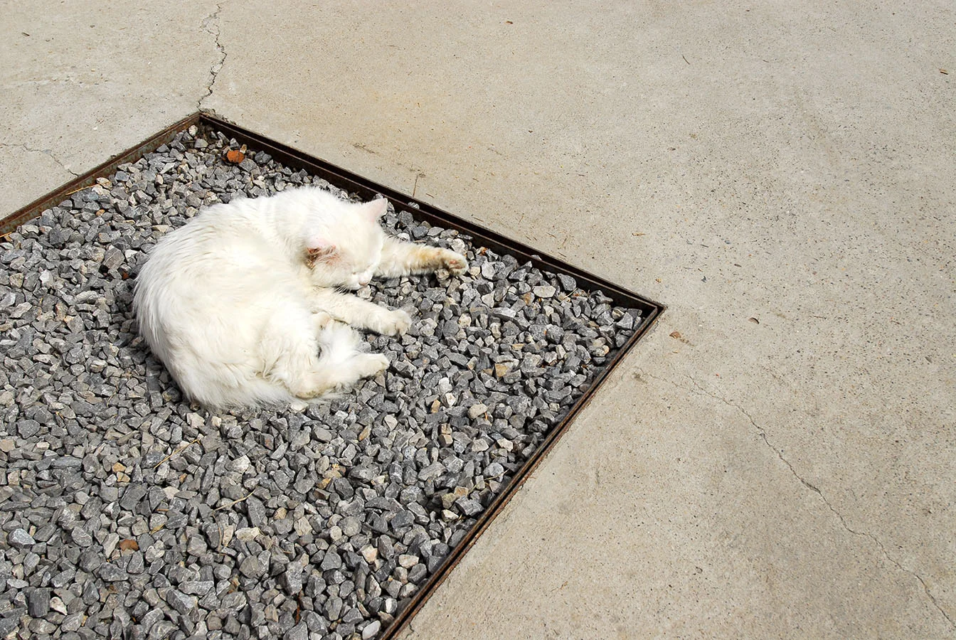  meine innere Katze, in all ihrer Faulheit - Beijing, September 2009 