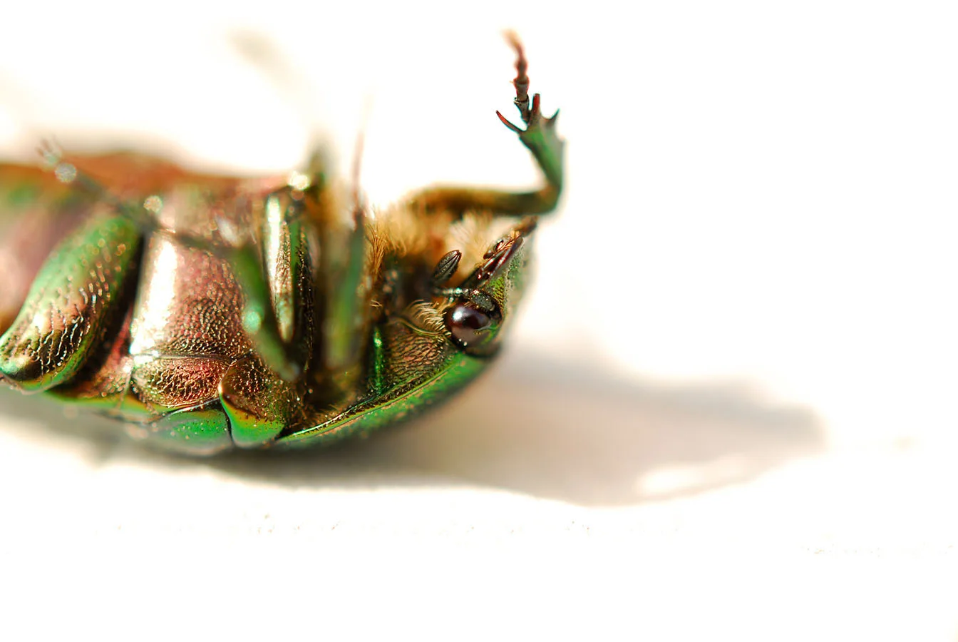  Tod, auf den Rücken gelegt - Kroatien, Juli 2009 