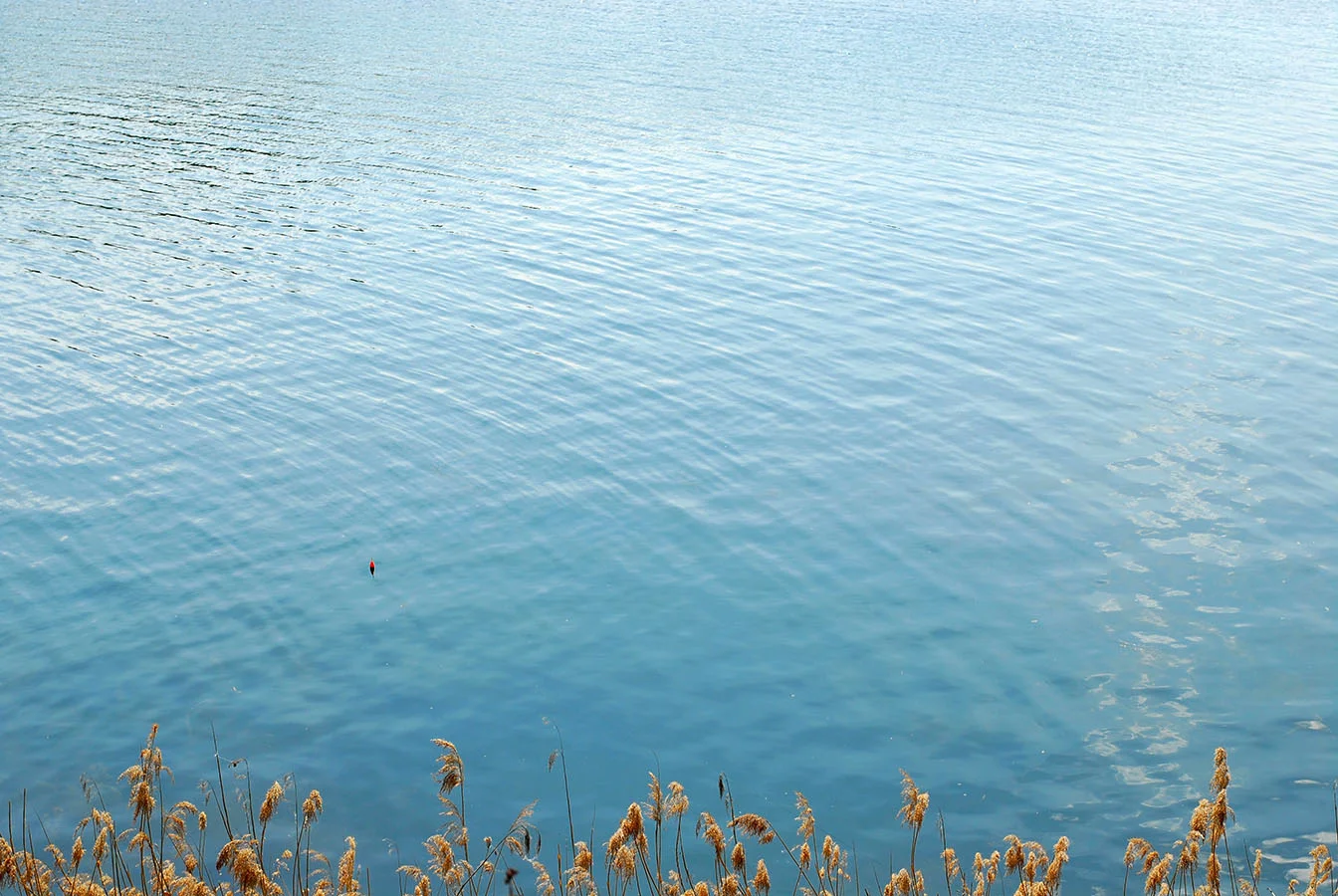 90% Wasser und 10% Schilf - Wien, Mai 2010 