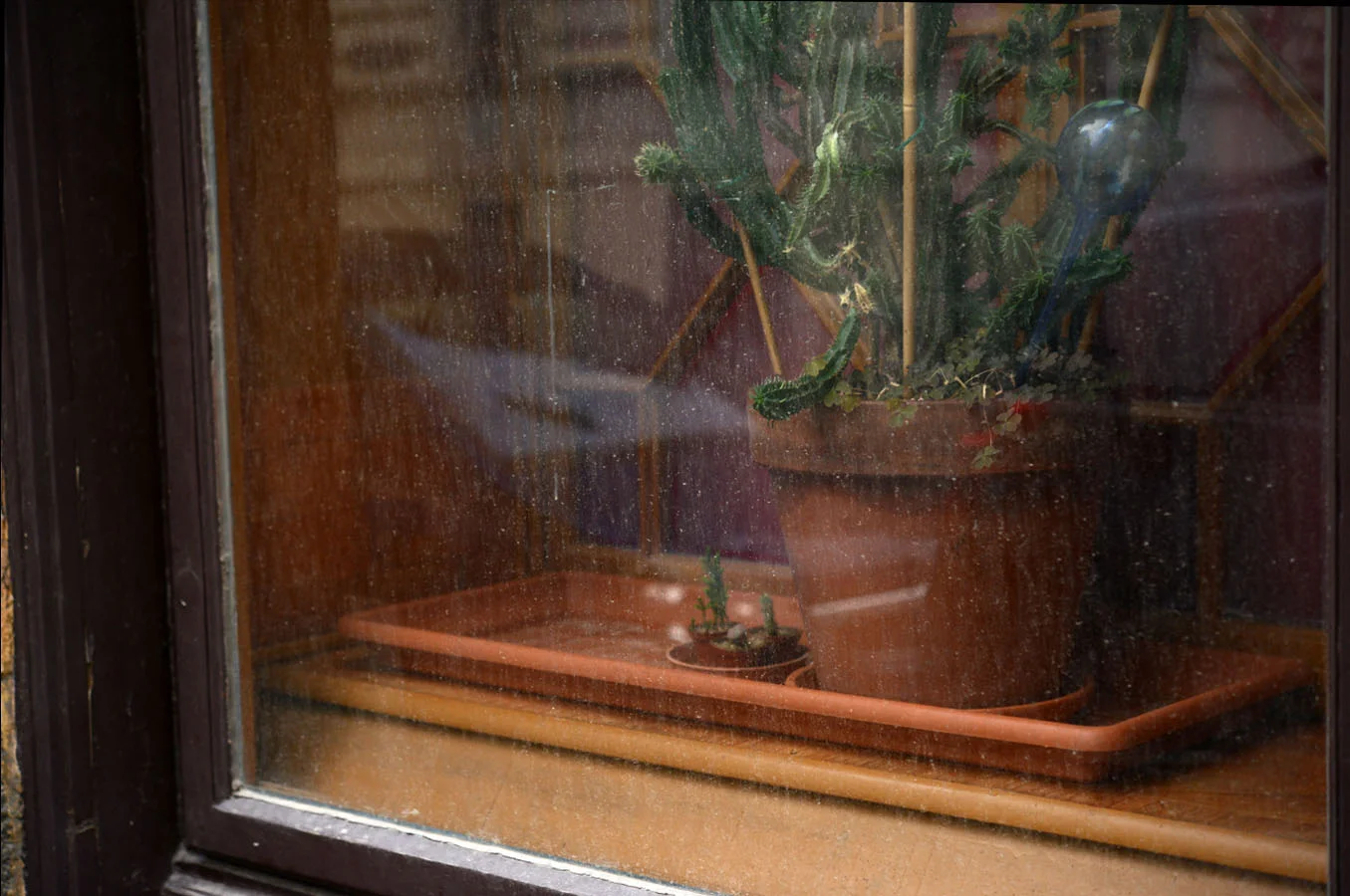   euphorbia trigona -&nbsp; Wien, September 2016 