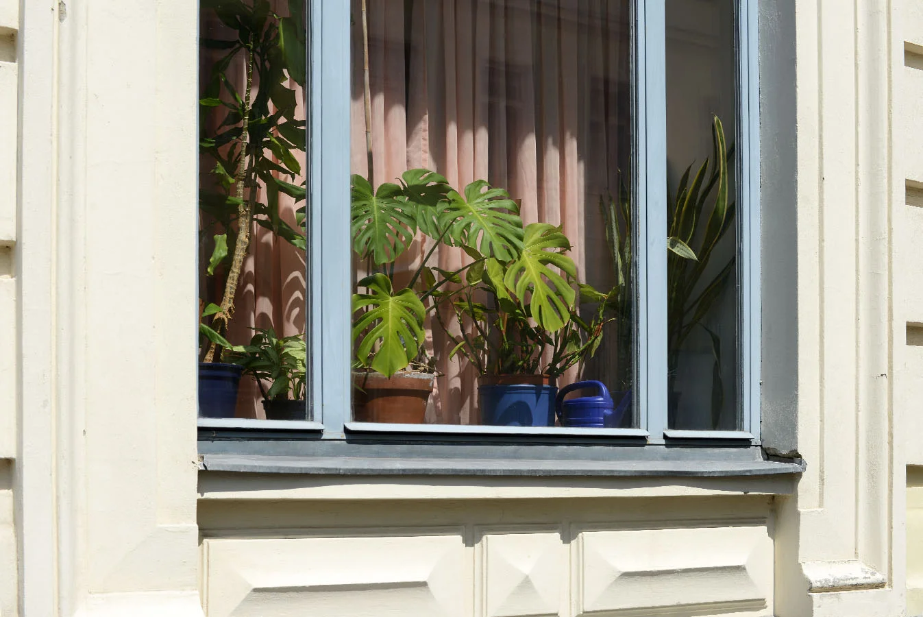   dracaena deremensis,&nbsp;monstera deliciosa, sansevieria trifasciata -  Wien, Mai 2016 