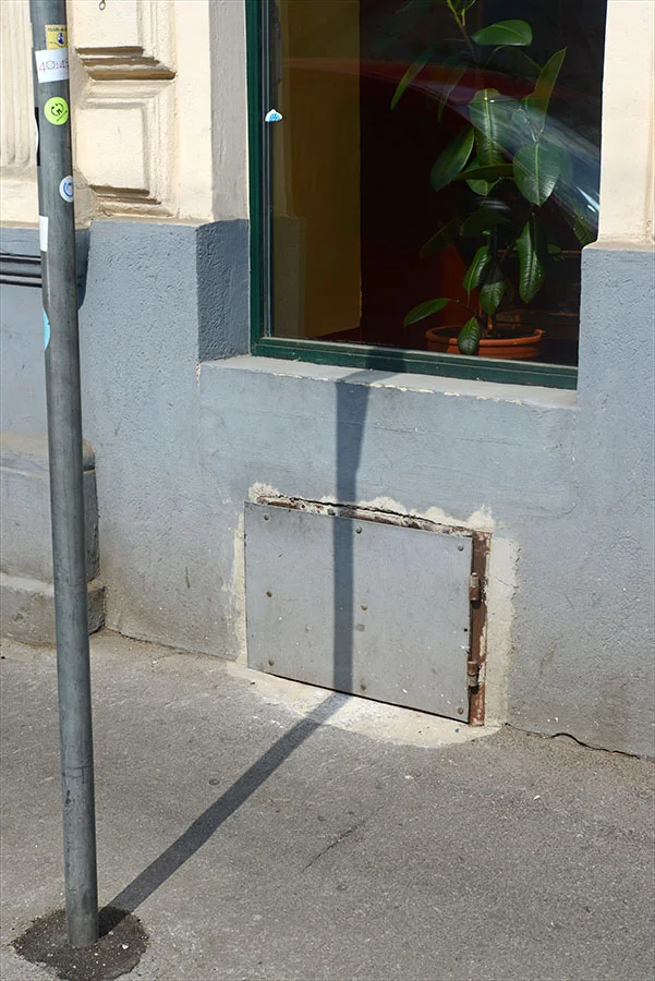   ficus elastica -&nbsp; Wien, Mai 2016 