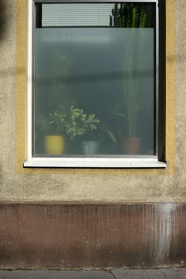   schefflera arboricola, dracaena deremensis, euphorbia trigona  &nbsp;-&nbsp; Wien, Oktober 2015 