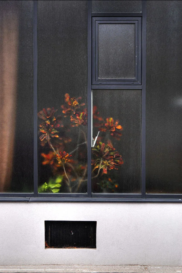   codiaeum variegatum -&nbsp; Wien, Juni 2010 